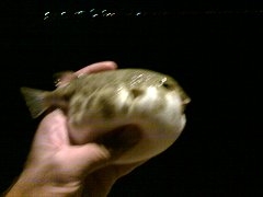 Blinky blowfish Blinky blowfish
